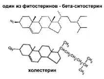 Фітостерини - Фізіологія рослин фізіологія