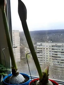 Дуже короткий квітконіс гіппеаструму - Форум квітникарів Фрау Флора квітконіс