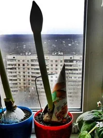 Дуже короткий квітконіс гіппеаструму - Форум квітникарів Фрау Флора квітконіс