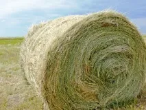 Організація годівлі великої рогатої худоби - AgroXXI організація