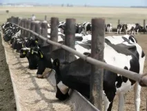 Організація годівлі великої рогатої худоби - AgroXXI годівлі