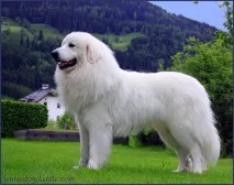 Про породу Піренейський гірський собака - Donik StyleKennel породу