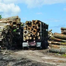 Осинка вичинки стоїть - Лісовий Регіон - галузева газета Північно-Заходу України стоїть