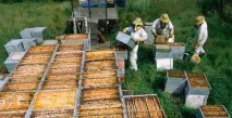 Бджільництво для початківців фото- та відеоогляд, навчальний матеріал початківців
