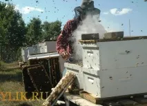 Бджільництво для початківців фото- та відеоогляд, навчальний матеріал бджільництво