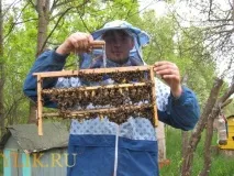 Бджільництво для початківців фото- та відеоогляд, навчальний матеріал навчальний