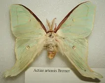 Павлиноглазка Артеміда artemis