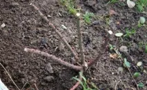Плетиста троянда посадка та догляд – важливість проведення робіт відео важливість