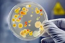 завести