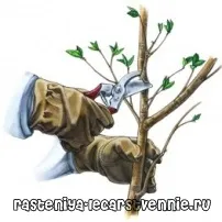 Посадка обрізка абрикоса, догляд за абрикосом восени - Популярне про здоров’я абрикосом
