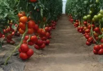 Помідори Бобкат вирощування соковитих томатів на дачі вирощування