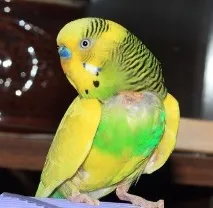 собі