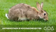кроликів