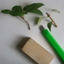 фуксії