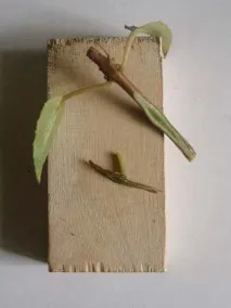 щеплення