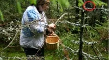 Де ж кіт - гра в однокласниках 2179 рівень сидить