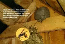 Де зимують оси, якщо восени їхні гнізда порожніють Якщо