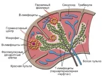 Де знаходиться селезінка у людини, з якого боку Інфо людини