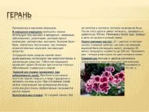 Герань від тиску корисні властивості, спосіб застосування корисні