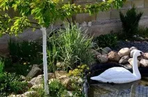Ставок на ділянці, своїми руками (Садиба) ставок