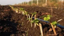 Розмноження агрусу живцями навесні - що і коли робити Відео робити