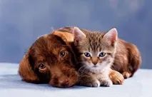 собакою