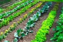 Рослини хижаки фото та назва, Різновиди та опис фото
