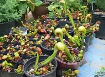 Рослини хижаки фото та назва, Різновиди та опис хижаки