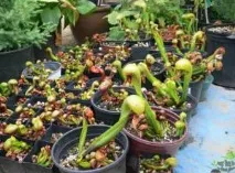 Рослини хижаки фото та назва, Різновиди та опис фото