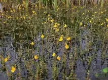 Рослини хижаки фото та назва, Різновиди та опис фото