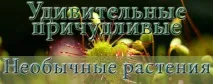 Рослини хижаки фото та назва, Різновиди та опис фото