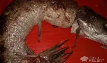 Рецепт Фарширована щука, з рисом, цибулею та морквою фарширована