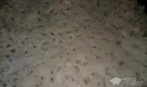 Рецепт Фарширована щука, з рисом, цибулею та морквою щука