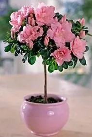 Рододендрон Сімса (Азалія) (Rhododendron simsii) рододендрон