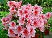 Рододендрон Сімса (Азалія) (Rhododendron simsii) Сімса