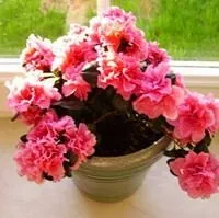 Рододендрон Сімса (Азалія) (Rhododendron simsii) simsii