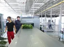 яній