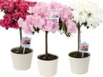 Рододендрон Сімса (Азалія) (Rhododendron simsii) rhododendron