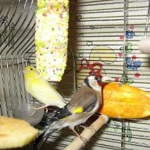 щігол