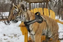Син знаменитого Амура відзначає день народження у Примор’ї амура