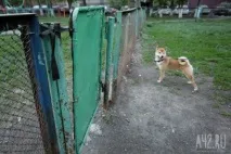 Собача радість тест майданчиків для вигулу тварин у Кемерові тест