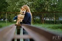 Собача радість тест майданчиків для вигулу тварин у Кемерові тест