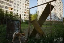 Собача радість тест майданчиків для вигулу тварин у Кемерові тест