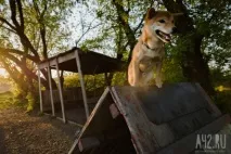 Собача радість тест майданчиків для вигулу тварин у Кемерові радість