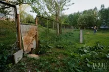 Собача радість тест майданчиків для вигулу тварин у Кемерові майданчиків