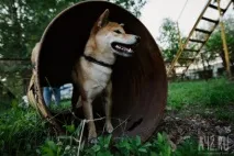 Собача радість тест майданчиків для вигулу тварин у Кемерові майданчиків