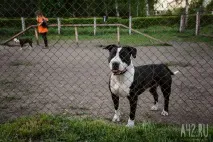 Собача радість тест майданчиків для вигулу тварин у Кемерові собача
