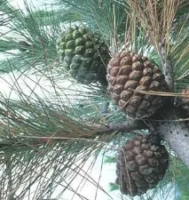 pinus