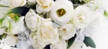 Сонник білі квіти до чого сниться білі квіти уві сні білі