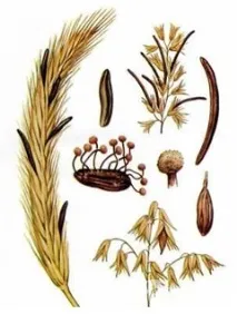 Спорини – корисні властивості, застосування, показання, дози дози